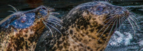 Fundy Aquarium, St.Andrews NB